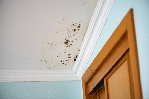 Best Bathroom Mold Remediation in Glyndon, MN