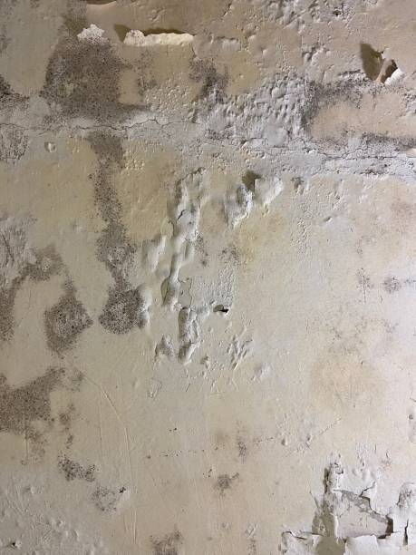 Best Basement Mold Remediation in Glyndon, MN