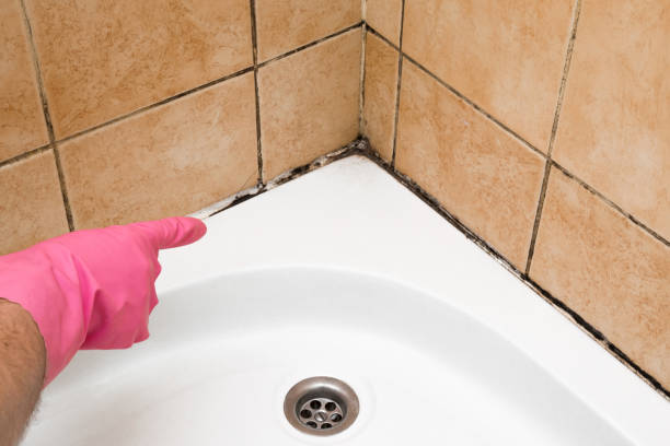 Best Post-Flood Mold Remediation in Glyndon, MN
