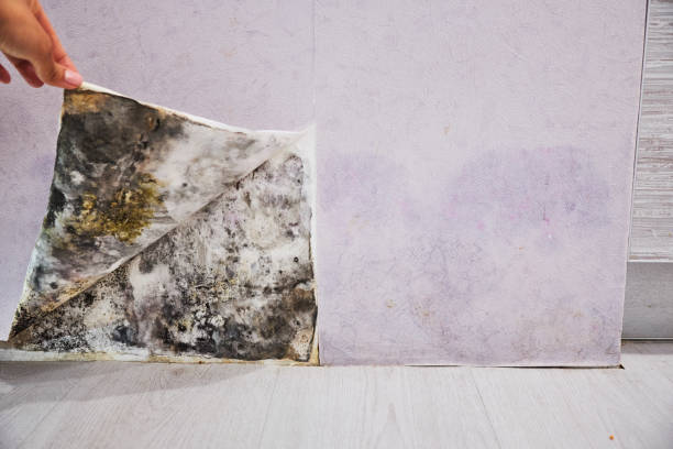 Best Kitchen Mold Remediation in Glyndon, MN
